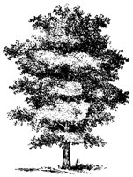 MAPLE2.LBM