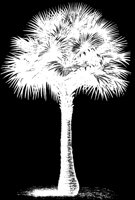 LG_PALM.LBM
