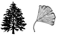 GINKGO.LBM