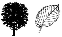 ELM.LBM