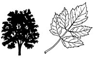 ELDERTR.LBM