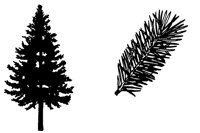 DOUGFIR.LBM