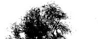 CORK_ELM.LBM