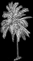 COCOPALM.LBM