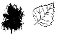 BIRCH.LBM