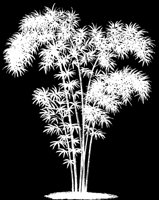 BAMBOO1.LBM