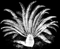 BABYPALM.LBM