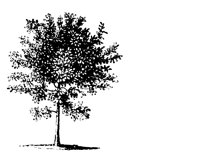 25303.LBM