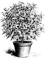 23405.LBM