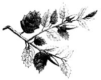09905.LBM