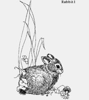 RABBIT1.LBM
