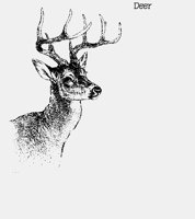 DEER.LBM