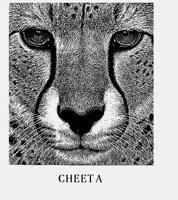 CHEETAH.LBM