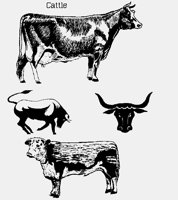 CATTLE.LBM