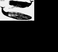 SPERMWHL.LBM
