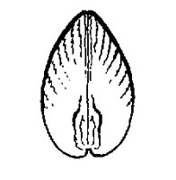 SHELLH.LBM