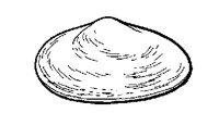 SHELLC.LBM
