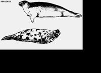 SEALION2.LBM