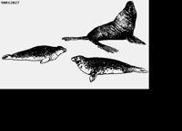 SEALION1.LBM
