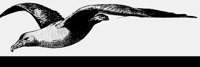 SEAGULL.LBM