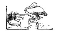 PELICANS.LBM