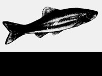 MINNOW.LBM