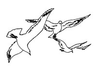 GULLS.LBM