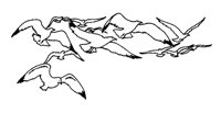 GULLFLOK.LBM