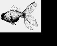 GOLDFISH.LBM