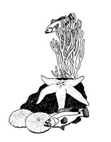 FISHES.LBM