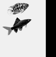 FISH.LBM