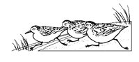 3CBIRDS.LBM
