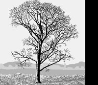THETREE.LBM