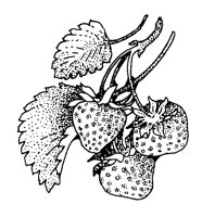 STRAWBRY.LBM