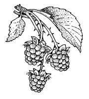 RASPBERY.LBM