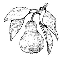 PEAR.LBM