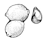 LEMONS.LBM
