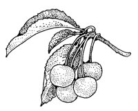 CHERRIES.LBM