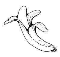 BANANA.LBM
