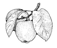 APPLE.LBM