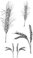 WHEAT4.LBM