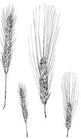 WHEAT3.LBM