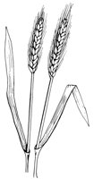 WHEAT1.LBM