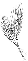 WHEAT.LBM