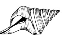 SHELL.LBM