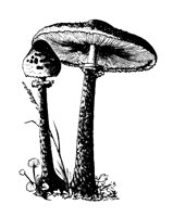 MSHRM22.LBM