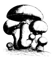 MSHRM21.LBM