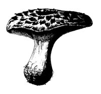 MSHRM16.LBM