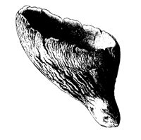 MSHRM15.LBM