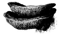 MSHRM12.LBM